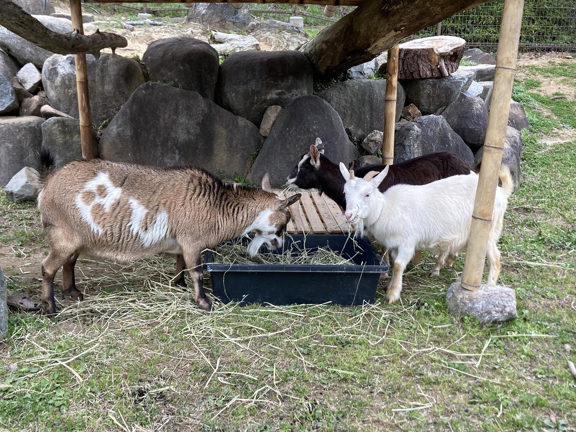 5月31日 シロヤギさんとクロヤギさんがやってきた - 飼育員